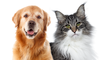Cat and Dog side by side